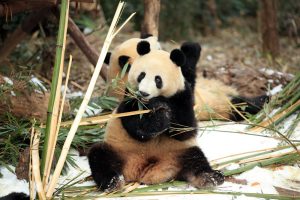 Chengdu Research Base of Giant Panda Breeding-2