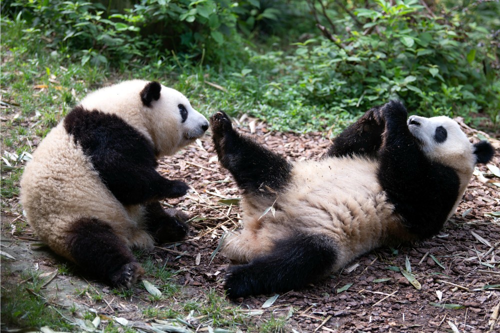 Chengdu Research Base of Giant Panda Breeding-3
