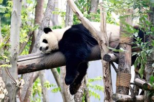 Chengdu Research Base of Giant Panda Breeding-6