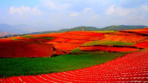 Dongchuan Red Land in Kunming (1)