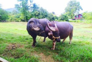 Laos Buffalo Dairy in Luang Prabang (1)
