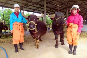 Laos Buffalo Dairy in Luang Prabang (2)