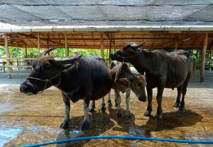 Laos Buffalo Dairy in Luang Prabang (4)