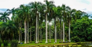 Menglun-tropical-botanical-garden1