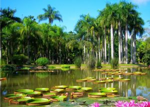 Menglun-tropical-botanical-garden2
