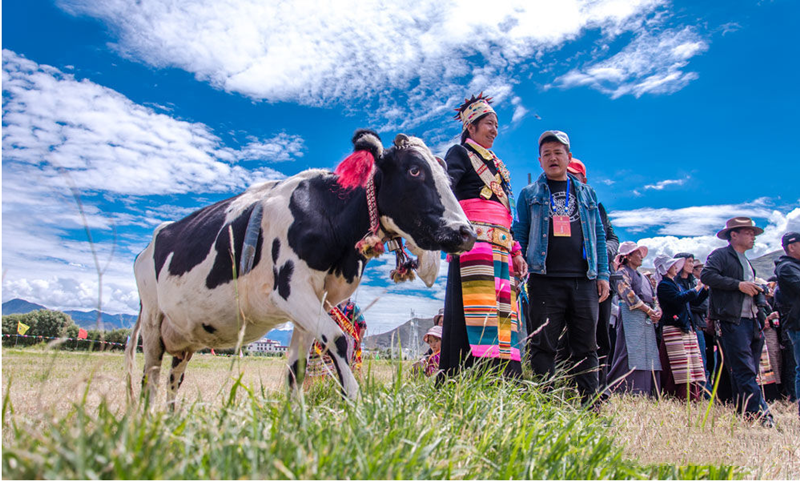 “Most-Beautiful-Yarlung-Yak”-beauty-contest-kicks-off-01