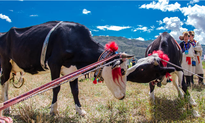 “Most-Beautiful-Yarlung-Yak”-beauty-contest-kicks-off-04