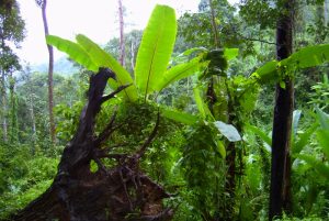 Nam Ha National Protected Area in Luang Nam Tha, Laos (1)
