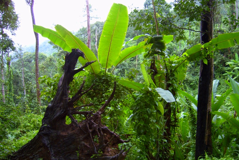 Nam Ha National Protected Area in Luang Nam Tha, Laos (1)