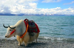 Namtso Lake in Tibet (3)