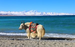Namtso Lake in Tibet (5)