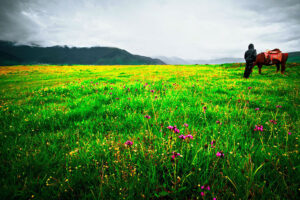 Napahai-Lake-and-Yila-Pasture-in-Shangrila-01