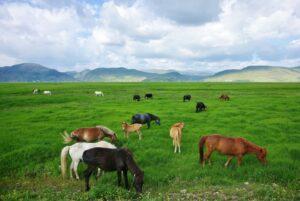 Napahai-Lake-and-Yila-Pasture-in-Shangrila-02