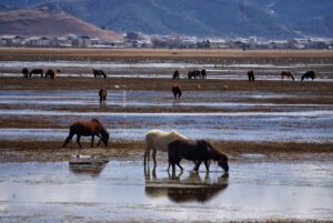 Napahai-Lake-and-Yila-Pasture-in-Shangrila-05