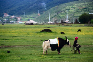 Napahai-Lake-and-Yila-Pasture-in-Shangrila-06