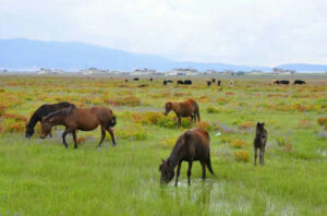 Napahai-Lake-and-Yila-Pasture-in-Shangrila-08