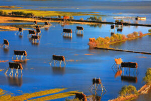 Napahai-Lake-and-Yila-Pasture-in-Shangrila-11