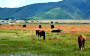 Napahai-Lake-and-Yila-Pasture-in-Shangrila-12