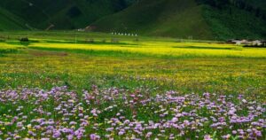 Napahai-Lake-and-Yila-Pasture-in-Shangrila-13