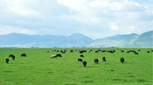 Napahai-Lake-and-Yila-Pasture-in-Shangrila-14