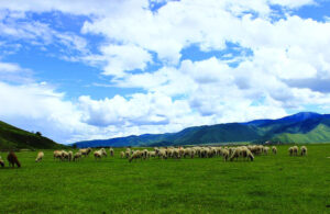 Napahai-Lake-and-Yila-Pasture-in-Shangrila-16