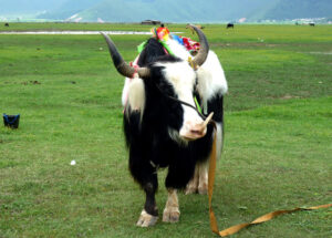 Napahai-Lake-and-Yila-Pasture-in-Shangrila-19