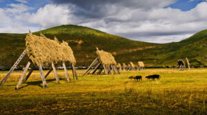 Napahai-Lake-and-Yila-Pasture-in-Shangrila-25