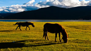 Napahai-Lake-and-Yila-Pasture-in-Shangrila-26
