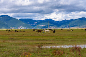 Napahai-Lake-and-Yila-Pasture-in-Shangrila-27