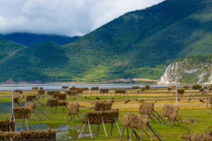 Napahai-Lake-and-Yila-Pasture-in-Shangrila-28