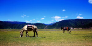 Napahai-Lake-and-Yila-Pasture-in-Shangrila-31