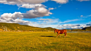 Napahai-Lake-and-Yila-Pasture-in-Shangrila-33
