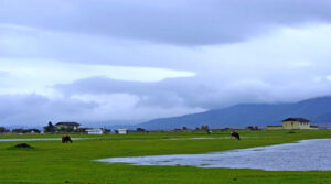 Napahai-Lake-and-Yila-Pasture-in-Shangrila-34