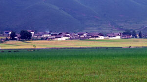 Napahai-Lake-and-Yila-Pasture-in-Shangrila-35