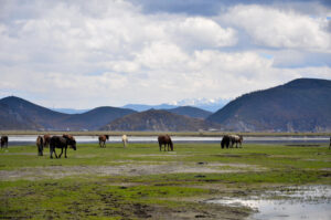 Napahai-Lake-and-Yila-Pasture-in-Shangrila-36