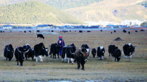 Napahai-Lake-and-Yila-Pasture-in-Shangrila-41