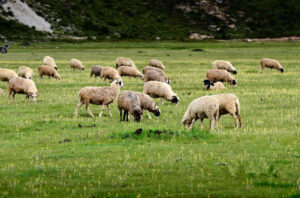 Napahai-Lake-and-Yila-Pasture-in-Shangrila-42