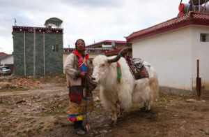Napahai-Lake-and-Yila-Pasture-in-Shangrila-44