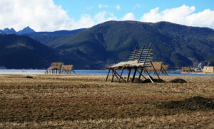 Napahai-Lake-and-Yila-Pasture-in-Shangrila-45