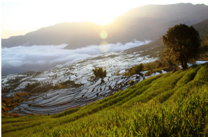 Samaba Rice Terraces in Honghe County2