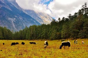 Spruce Meadow Cableway of Jade Dragon Snow Mountain in Lijiang (14)