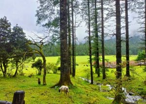 Spruce Meadow Cableway of Jade Dragon Snow Mountain in Lijiang (18)