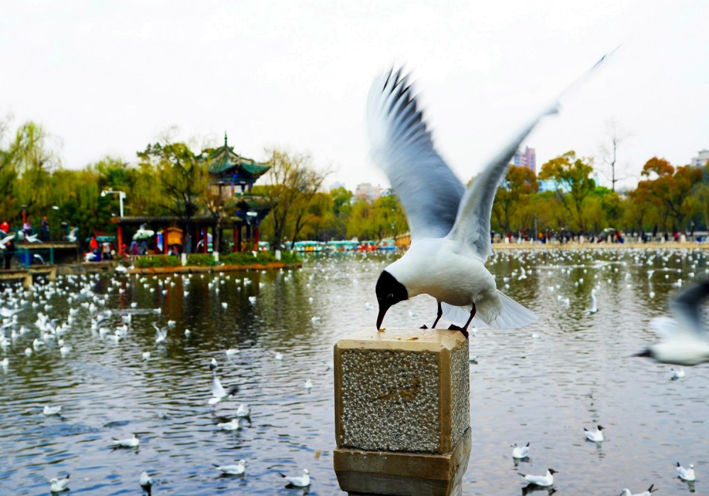 The Green Lake in Kunming