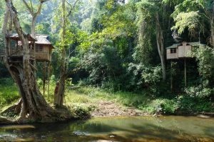 Xishuangbanna-Wild-Elephant-Valley-Nature-Reserve-05