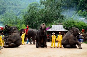 Xishuangbanna-Wild-Elephant-Valley-Nature-Reserve-08