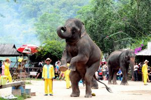 Xishuangbanna-Wild-Elephant-Valley-Nature-Reserve-09