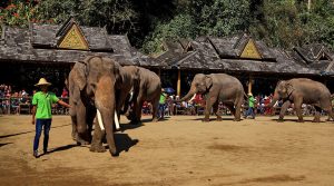 Xishuangbanna-Wild-Elephant-Valley-Nature-Reserve-12