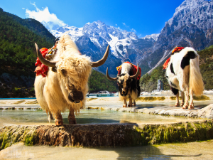 Yaks in Blue Moon Valley in Lijiang-big
