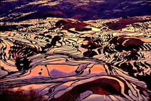 Yuanyang Hani Rice Terraces in Honghe (1)