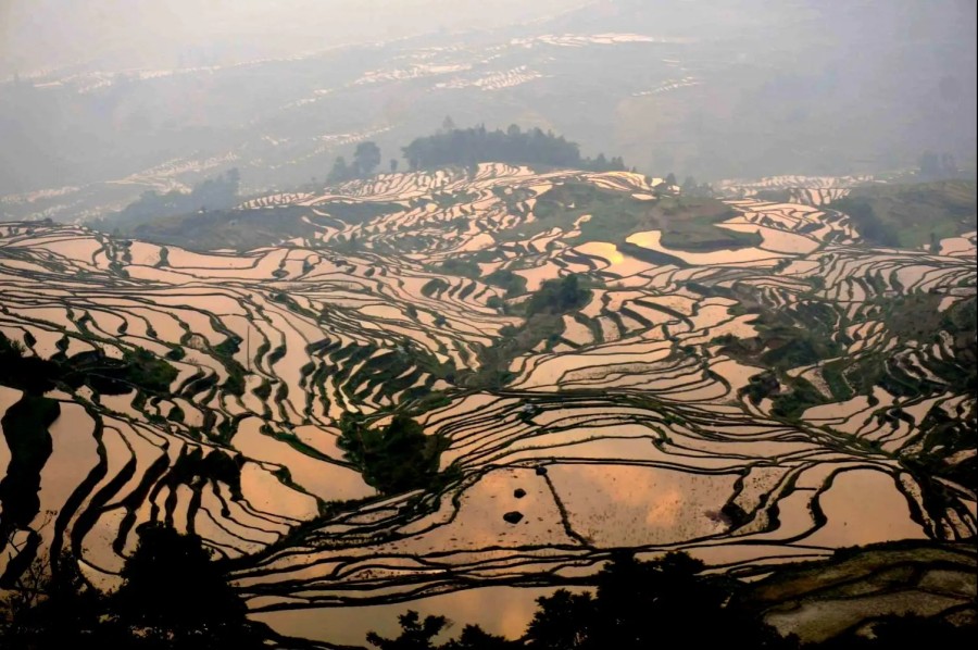 Yuanyang Hani Rice Terraces in Honghe (12)